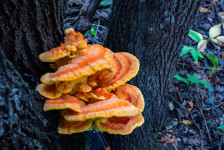 Gombaelőszezon – tavaszi fajok