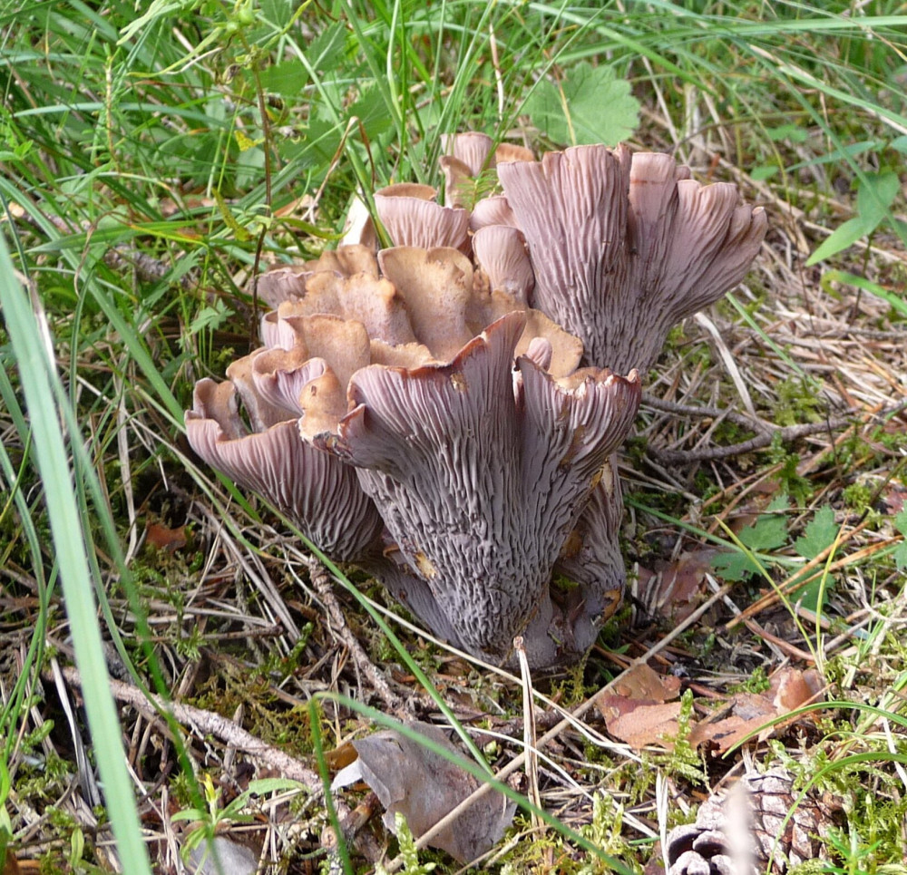 Gomphus_clavatus_II_Totes_Gebirge