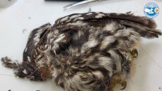 Gondatlan horgász miatt járt pórul a kis kuvik