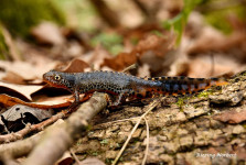Gőtementés küzdelmei a Bakonyban