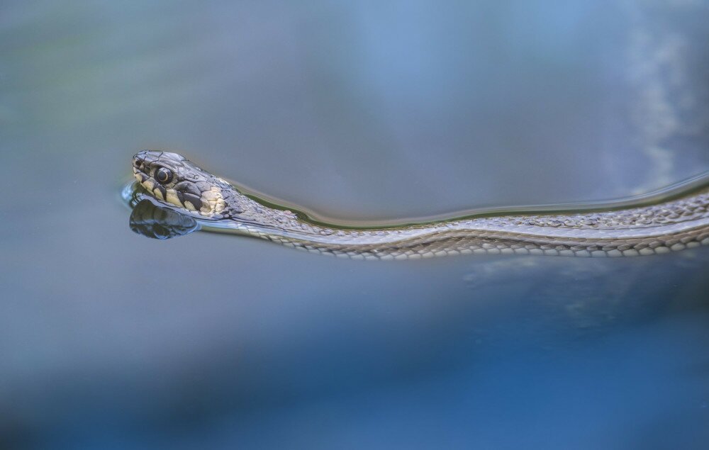 grass snake Natrix natrix swimming in a pond
