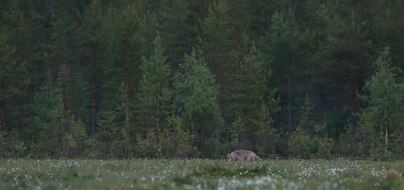 Gray wolf (Canis lupus) in bog landscape.