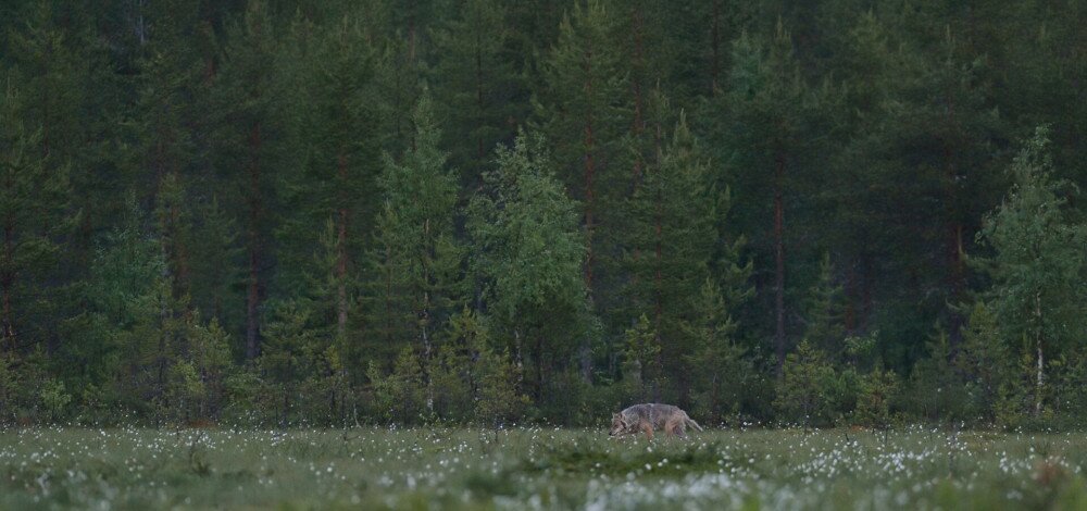 Gray wolf (Canis lupus) in bog landscape.