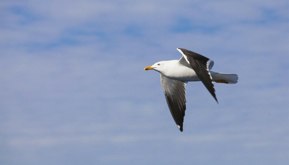 Great black-backed gull. White seagull flying in cloudy sky, closeup photo