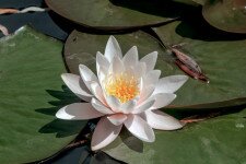 Gyönyörű fehér vízinövény lett az Év Vadvirága