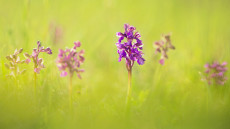Gyönyörű orchideafotók az ország minden tájáról