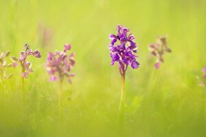 Gyönyörű orchideafotók az ország minden tájáról