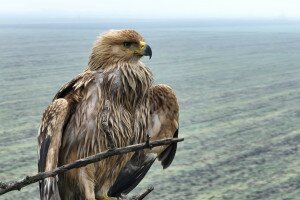 Gyönyörű videón a puszták fenséges madara