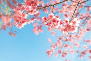 Gyönyörű virágzó cseresznyefák várnak a Sakura-ünnepen