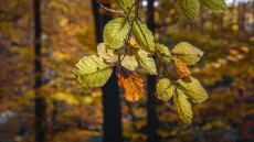 „Hamis ősz”-szindróma a Kékesen
