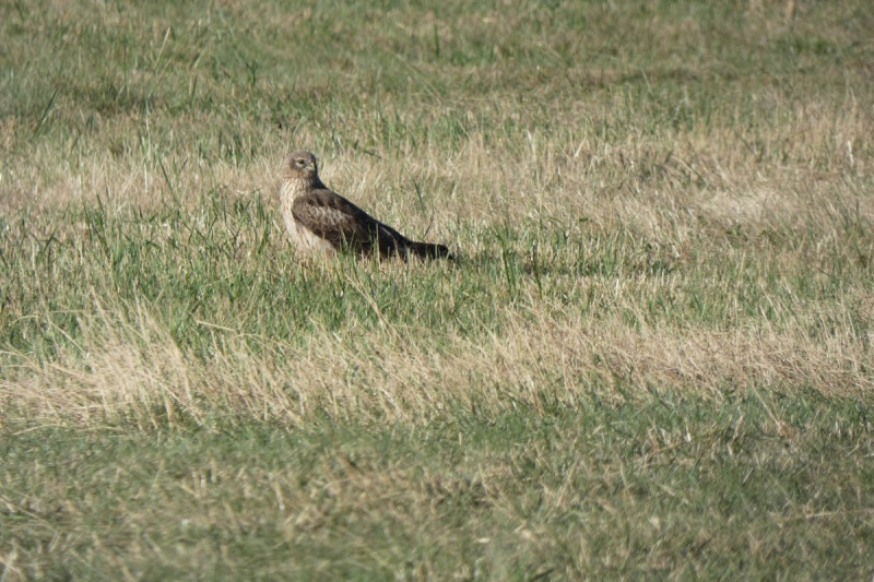 hamvas-retiheja-tojo-x