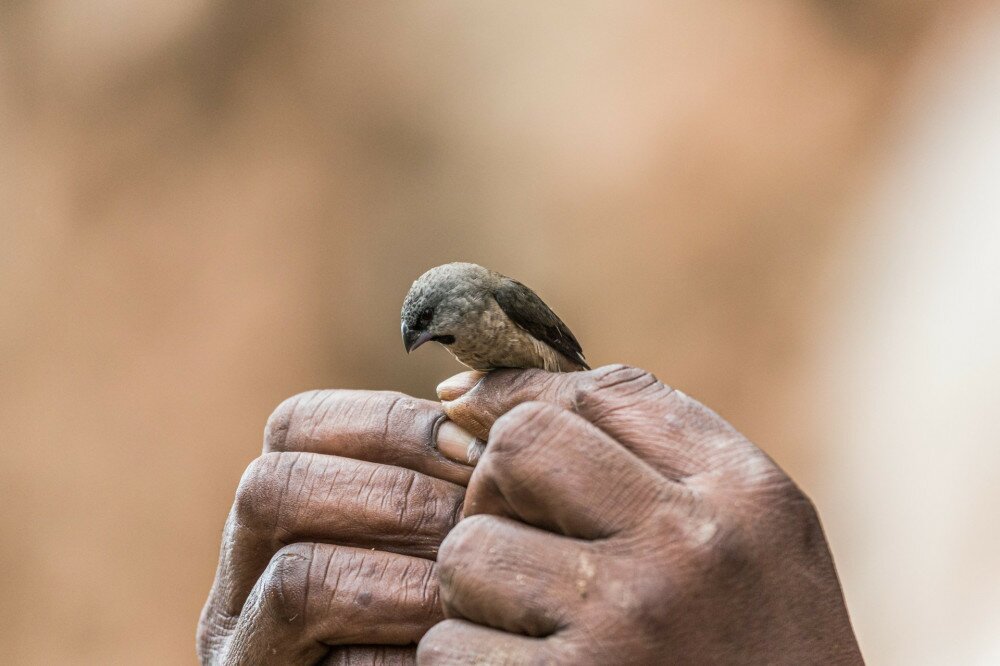 Hand Holding a Bird