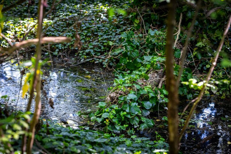 Hanyi-ér az Erdőtelki Arborétumban