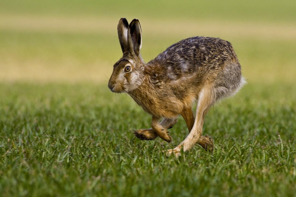 hare is running in the beautiful light on green grassland,european wildlife, wild animal in the nature habitat, , lepus europaeus.