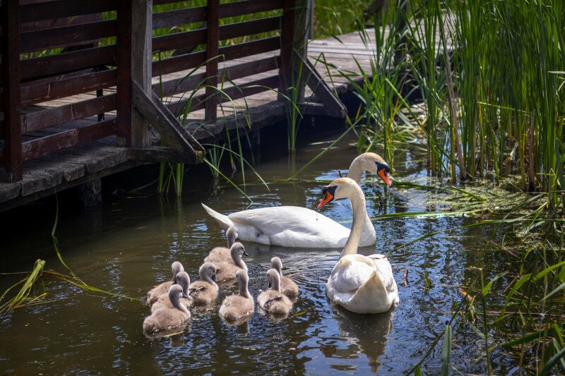 Hattyúcsalád a Tisza-tónál