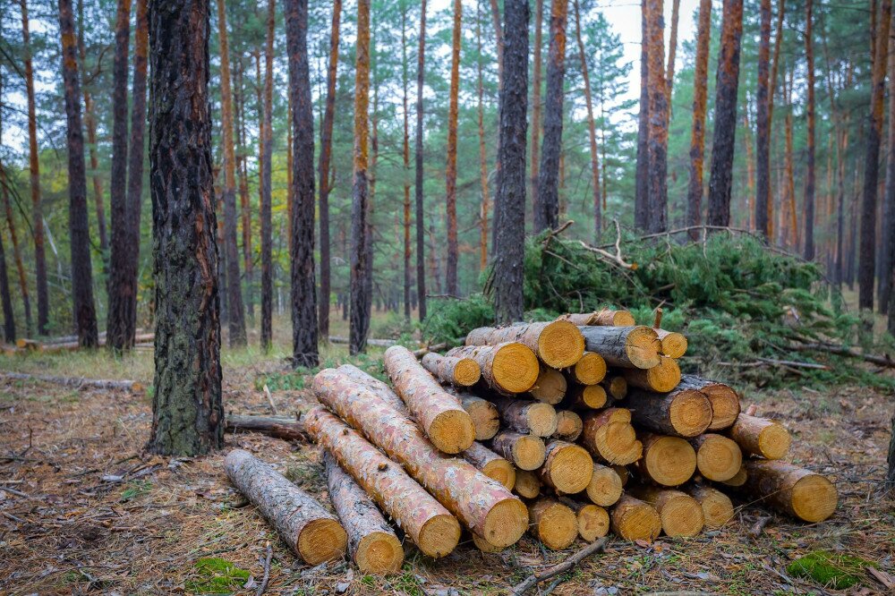 heap of pine tree log in a forest, outdoor industry scene