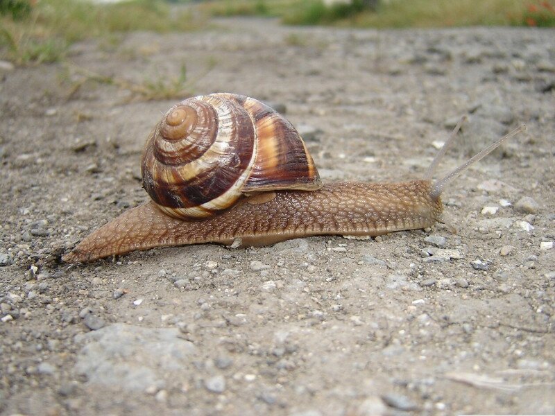 Helix_lucorum_2