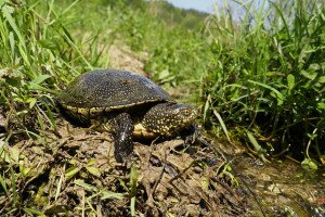 Hét apró mocsári teknőst mentettek meg Szolnokon