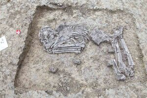 Hétezer éves csontvázat találtak a Szarvasi Arborétum területén