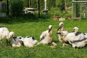Hét gólyát nevelgetnek a mályi madármentők - Videók