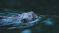 Hét kölyköt szoptat a hetési nutria