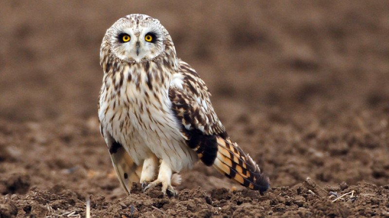 hibou.jpg