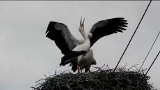 Hihetetlen dolgot figyeltek meg a széphalmi gólyafészekben