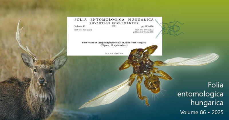 Hírek Új rovarfaj Magyarországon: japán szarvas-kullancslégy