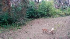 Hófehér szarvast kapott lencsevégre a vadkamera Ásotthalmon