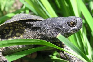 Hogyan élik túl a mocsári teknősök telet?