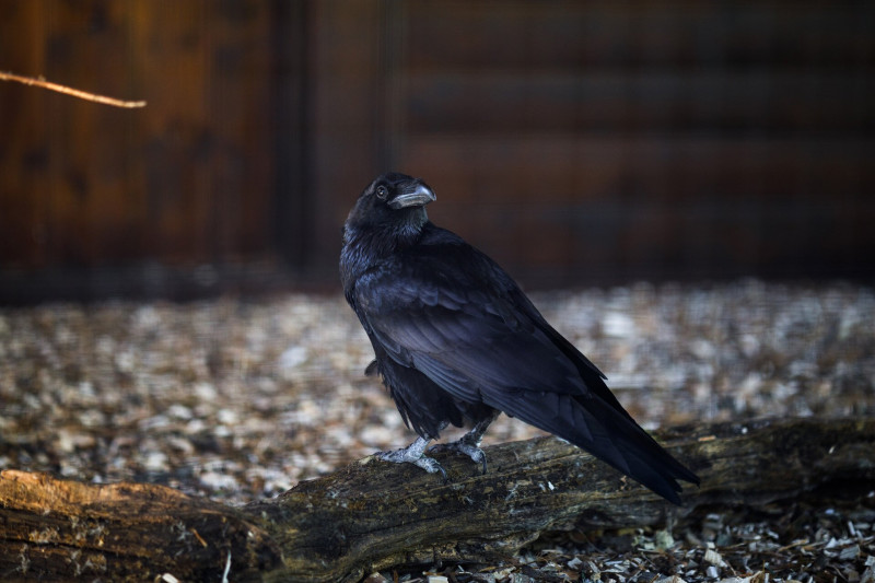 Holló a Körösvölgyi Állatparkban