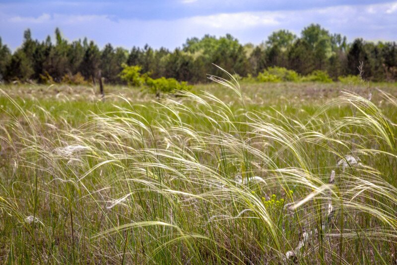 Homoki árvalányhaj