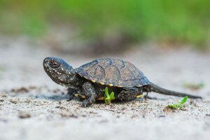 Honnan kerülnek elő tavasszal a bébi teknősök?