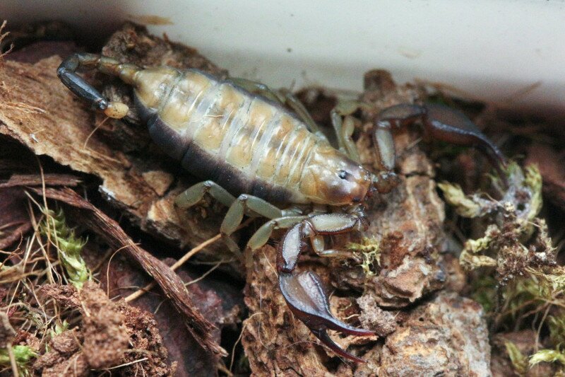 Horvátországból potyautasként érkezett Euscorpiidae skorpió Budapesten