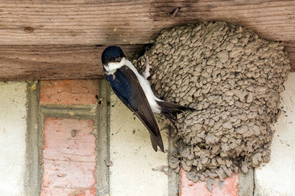 House martins building a nest and taking care of the breed in their nest.