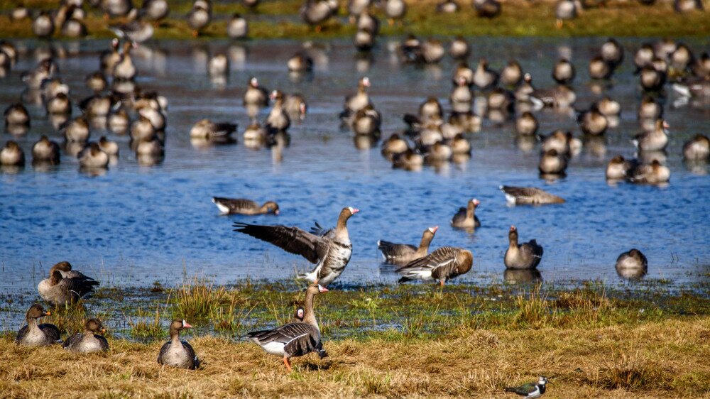 Huge crowd of migratory goose birds on flood land at field in countryside.