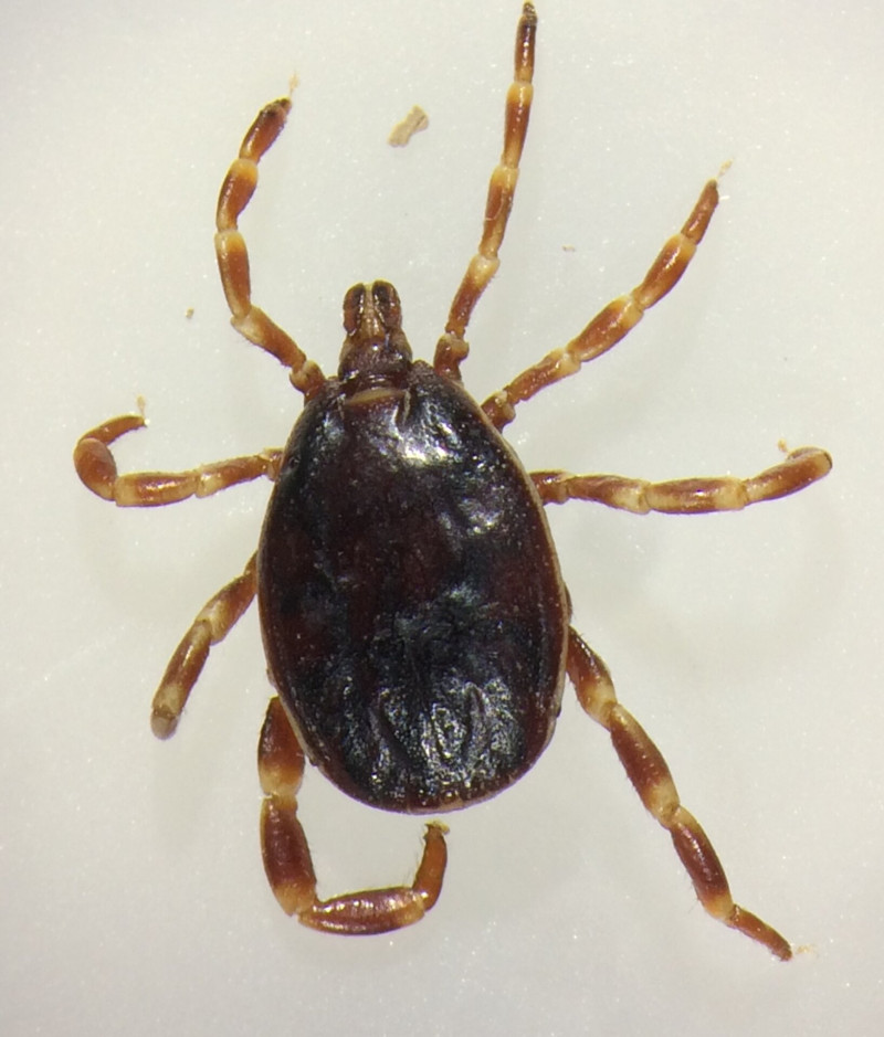 Hyalomma marginatum_FoldvariG