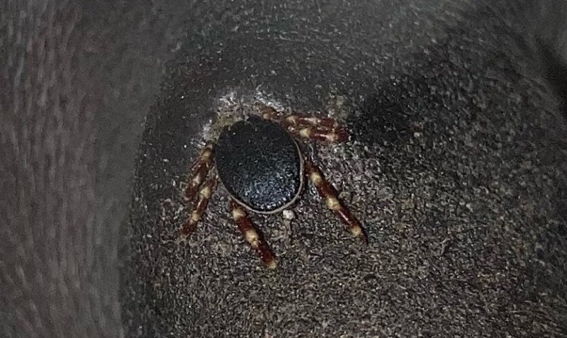 Hyalomma szamárról