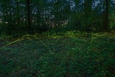 Ide érdemes menni szentjánosbogár-rajzást nézni