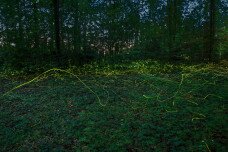 Ide érdemes menni szentjánosbogár-rajzást nézni