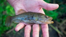 Idegenhonos halfajok a Balaton vízgyűjtőjén – Az angolnától az amurgébig