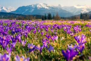 Idén tavasszal elmaradhat a lila krókuszmezők látványa a Tátrában