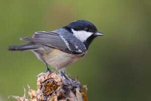 Így eteti a madarakat télen egy természetfotós