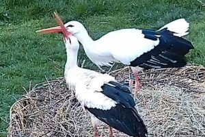 Így fogadta Afrikából visszatért párját a sérült szárnyú gólya – Videó
