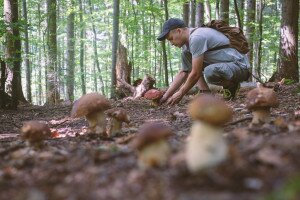 Így gyűjthetsz biztonságosan gombát
