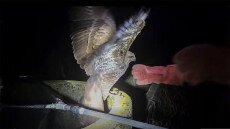 Így szedj ki egy ölyvet egy mély kútból