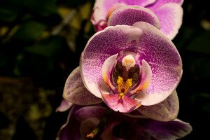 Így virágoznak ki pár másodperc alatt az orchideák - videók