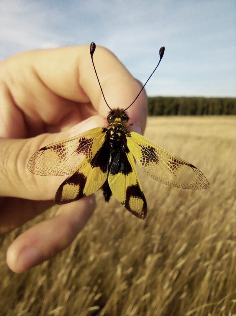 IMG_20250618_183310_1 másolat