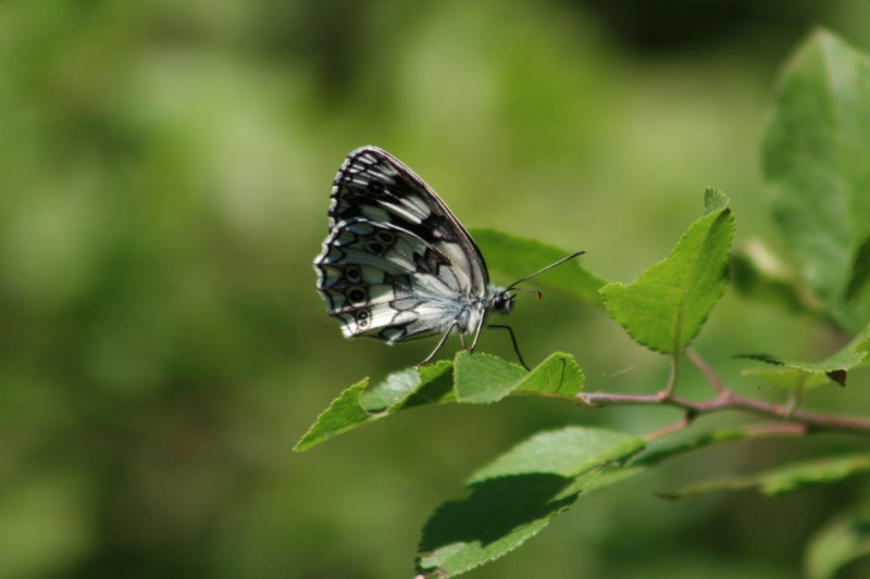 img-6703-sakktablalepke-x
