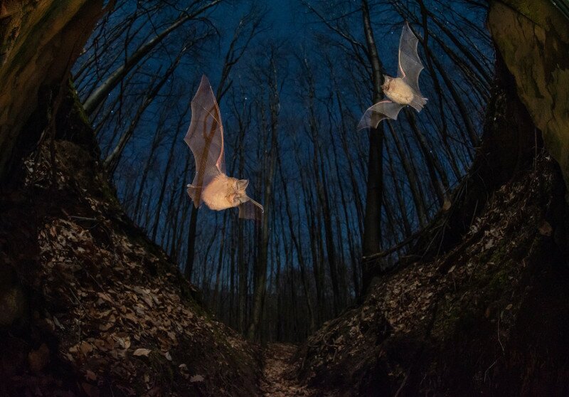 Imre_Potyó_B1_Moonlight